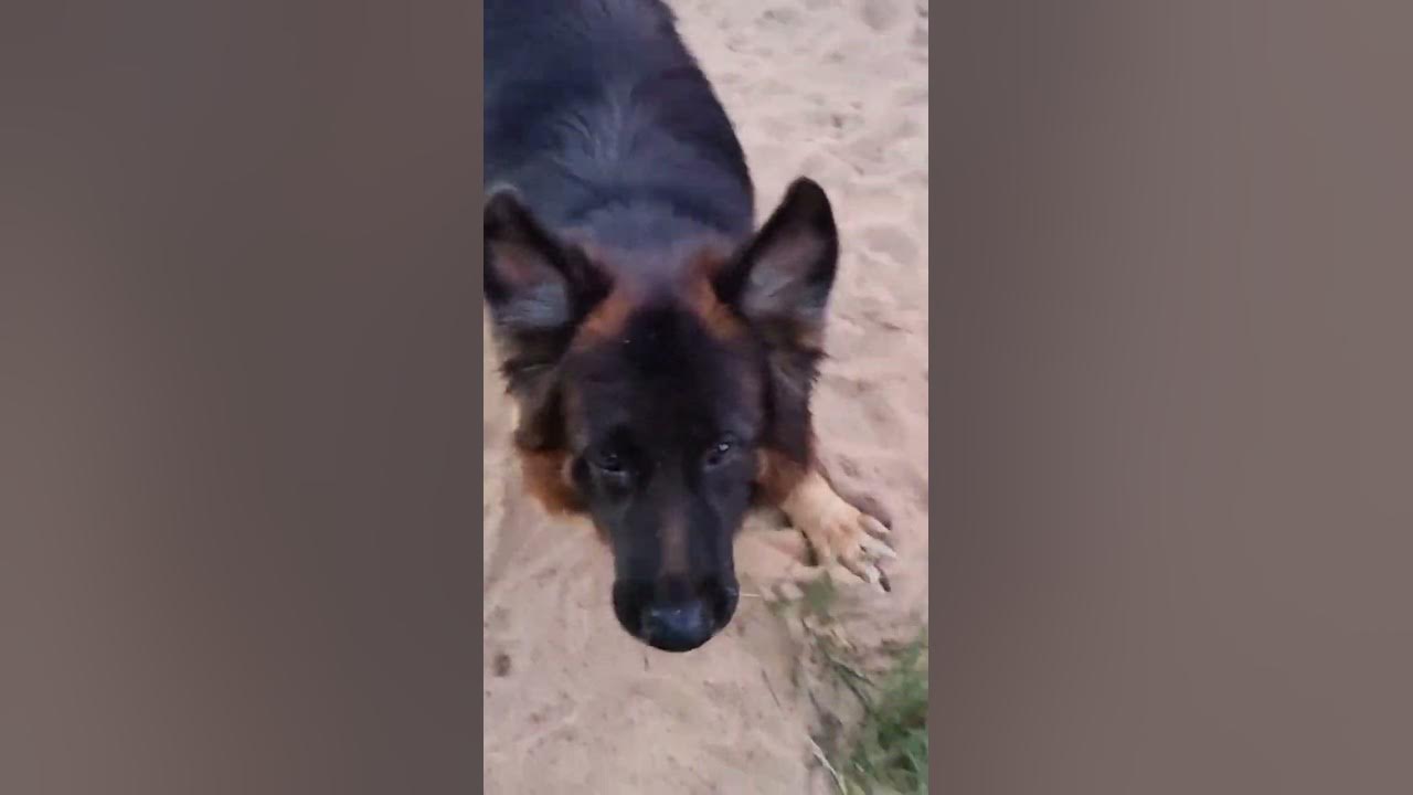 Попрыгушки вечерком ) - YouTube