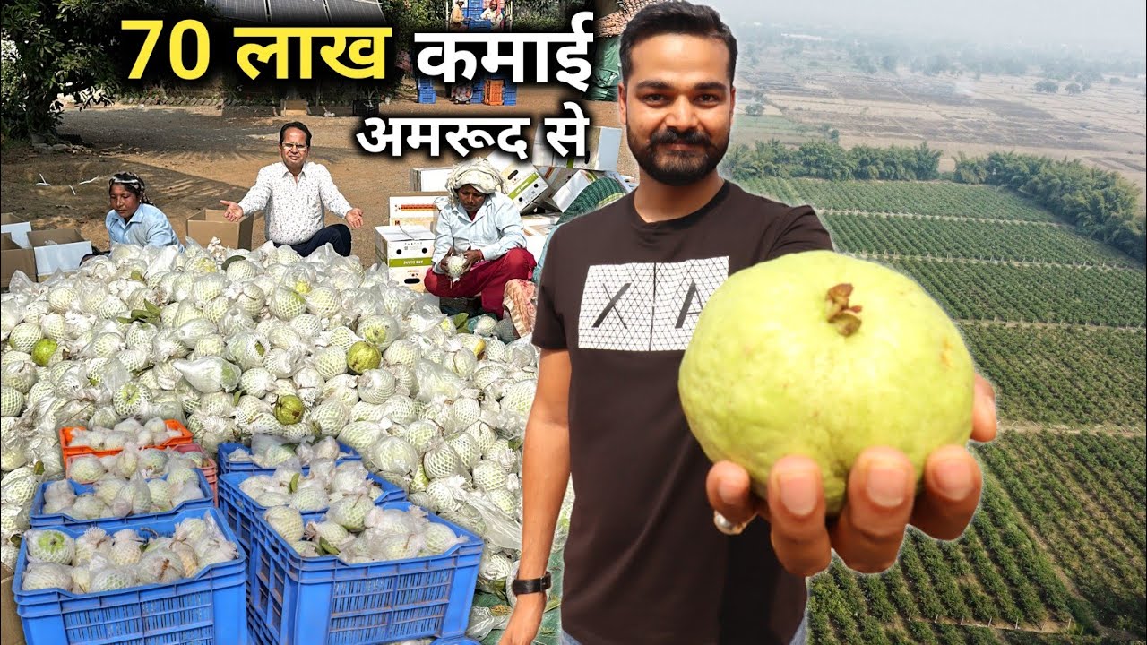 लंदन से MBA करके अपने गांव वापस आकर अमरूद की खेती से करोड़पति बना ये युवा | Guava Farming