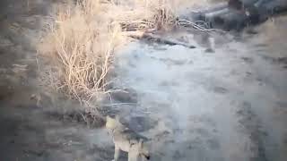 Волк каракалпакстан устюрт сургул