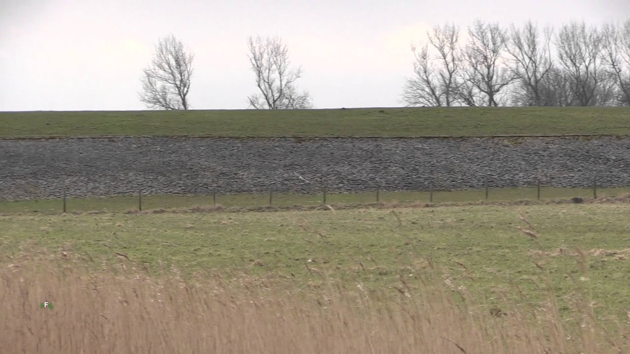 Vroege Vogels - Velduilen