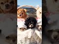 funny little dogs