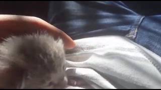 Kitten Vlog 2