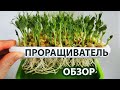 Где лучше растёт микрозелень? Обзор доступных проращивателей для микрозелени, их плюсы и минусы