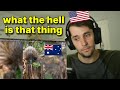 American reacts to the Australian Echidna (. . . and what their penis looks like)