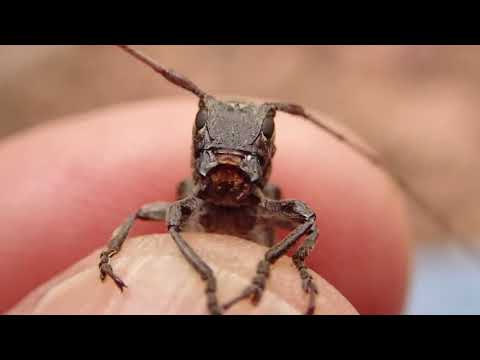 Video: Twig Cutter Weevils beheersen - Hoe Apple Twig Cutter-plagen te beheren