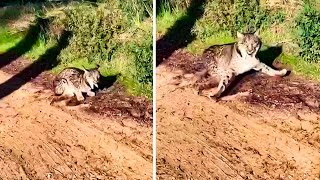 Graban la inesperada reacción de un lince ibérico que se encontraba junto a un camino