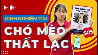 Kinh Nghiệm Tìm Chó Mèo Đi Lạc Và Cảnh Báo Chiêu Trò Lừa Đảo | AZPET