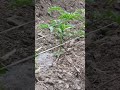 #tomato#farming  #water