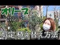 オリーブの育て方  選定方法  植え替え方法【おうちでガーデニング】開花園チャンネル