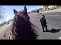 Mounted Police Officer on Horse Chases Down Shoplifter