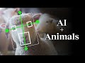 The unexpected impact of AI on animals | Peter Singer