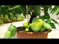 Mango grafting new techniques (with double root grafting)