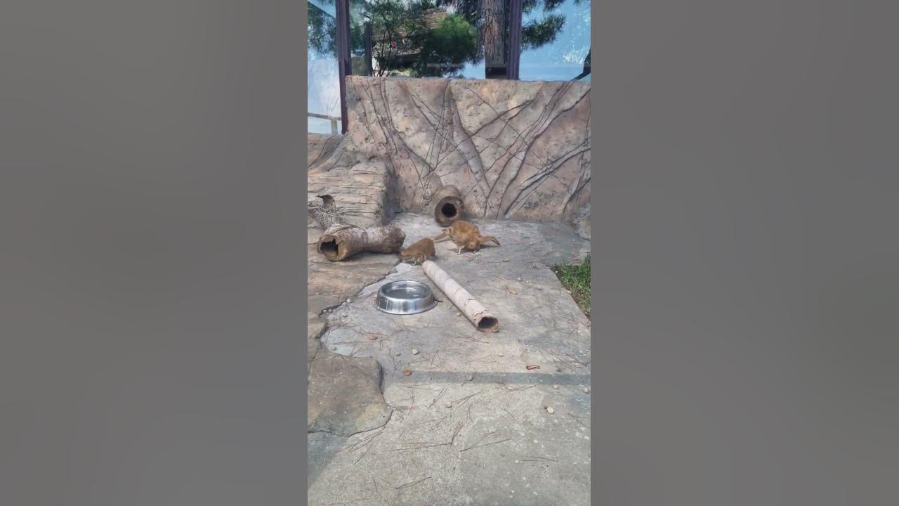 желтый мангуст - YouTube