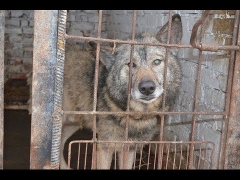 Кинолог о волкособе и служебных собаках