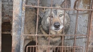 Кинолог о волкособе и служебных собаках Кинолог о волкособе и служебных собаках