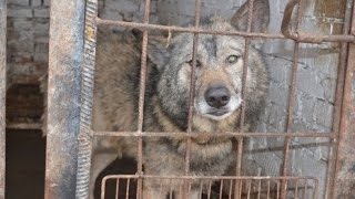 Кинолог о волкособе и служебных собаках