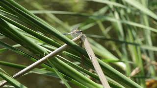 Dragonflies from Brukner Nature Center in Ohio