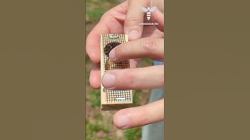 When introducing a mated queen inside a queenless hive, there are various methods to do it