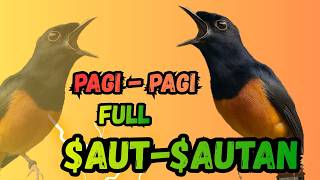 PANCINGAN SORE PAGI AGAR MURAI GACOR, MURAI MACET LANGSUNG NYAUT GACOR EMOSI