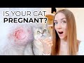 HOW TO TELL IF YOUR CAT IS PREGNANT (without going to the vet): 6 Major Cat Pregnancy Symptoms