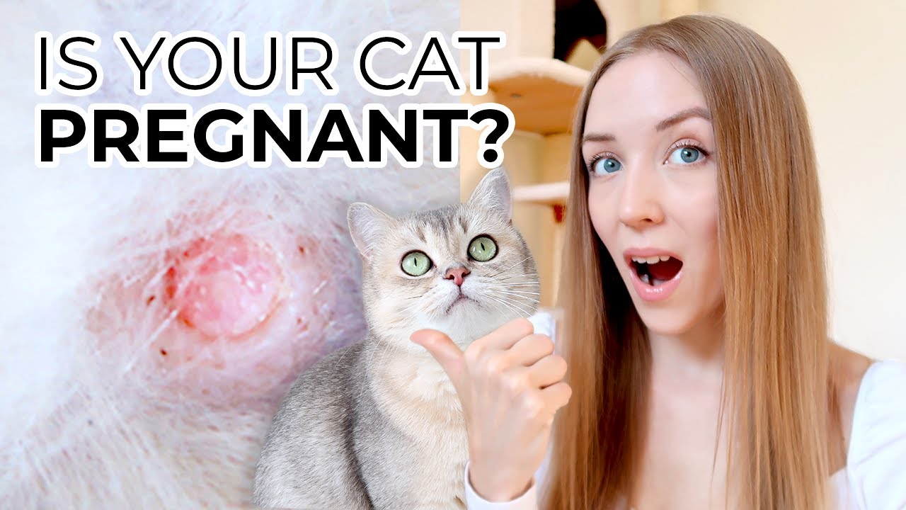 How To Tell If Your Cat Is Pregnant (Without Going To The Vet): 6 Major Cat Pregnancy Symptoms