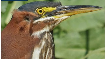 Animal Ears | Environmental Studies Class 4