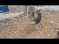 Quokka fight day