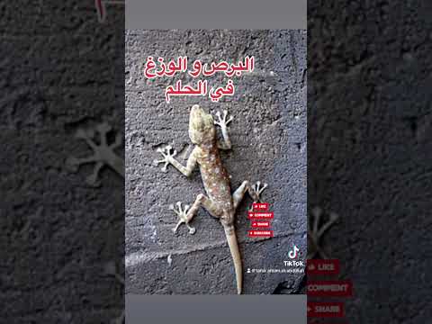 البرص و الوزغ في الحلم يدل علي أعداء يمكرون بك فاحذر منهم