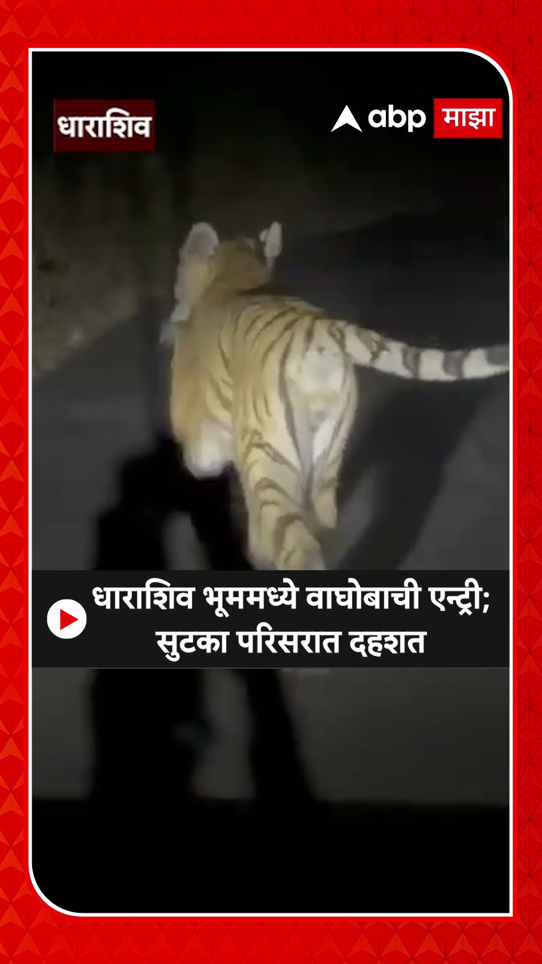 Tiger Dharashiv : धाराशिव भूममध्ये वाघोबाची एन्ट्री; सुटका परिसरात दहशत