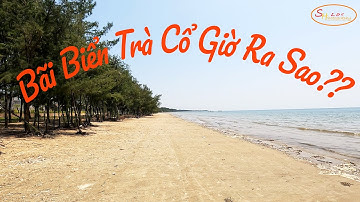 Khám Phá Biển Trà Cổ | Khi Bãi Tắm Bê Tông Hóa Mất Đi Bóng Mát Rừng Phi Lao