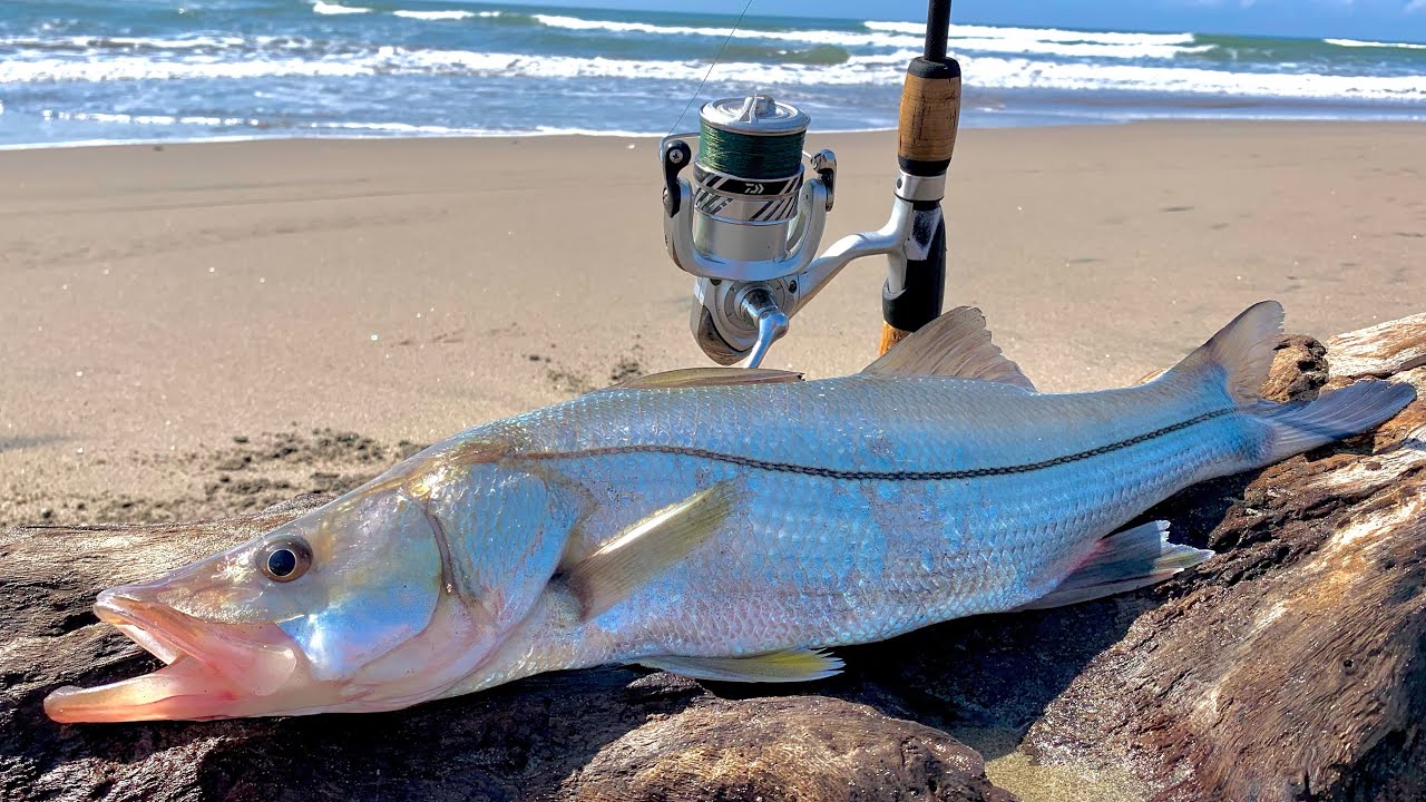 COMO pescar RÓBALOS de PLAYA, TIPS DE PESCA