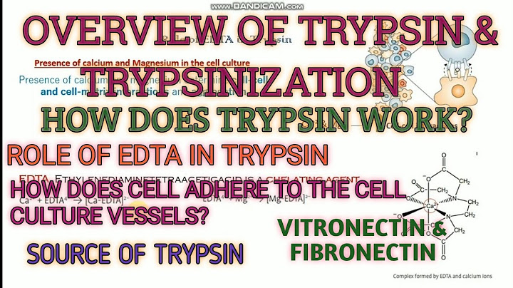 Trypsin ม ผลต อ cell culture อย างไร