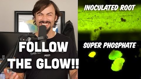 Phosphates & Mycorrhizal Fungi Autofluoresce using Epifluorescence Microscopy with Matt Powers