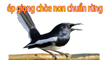 tiếng chòe rừng ép giọng chim non cực dài và hay năm 2021 ( đỗ trọng vlogs )