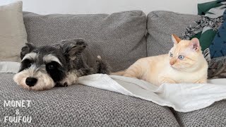 Download Lagu The dog wants to invite the cat over, but she can't say it herself, so she sends an SOS to mom! MP3 Download Lagu The dog wants to invite the cat over, but she can't say it herself, so she sends an SOS to mom! MP3