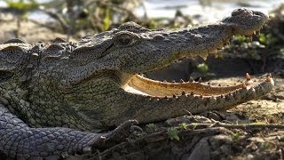 Realm Of The Mugger Crocodile - Nature Documentary