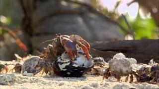 Hermit Crabs trade shells