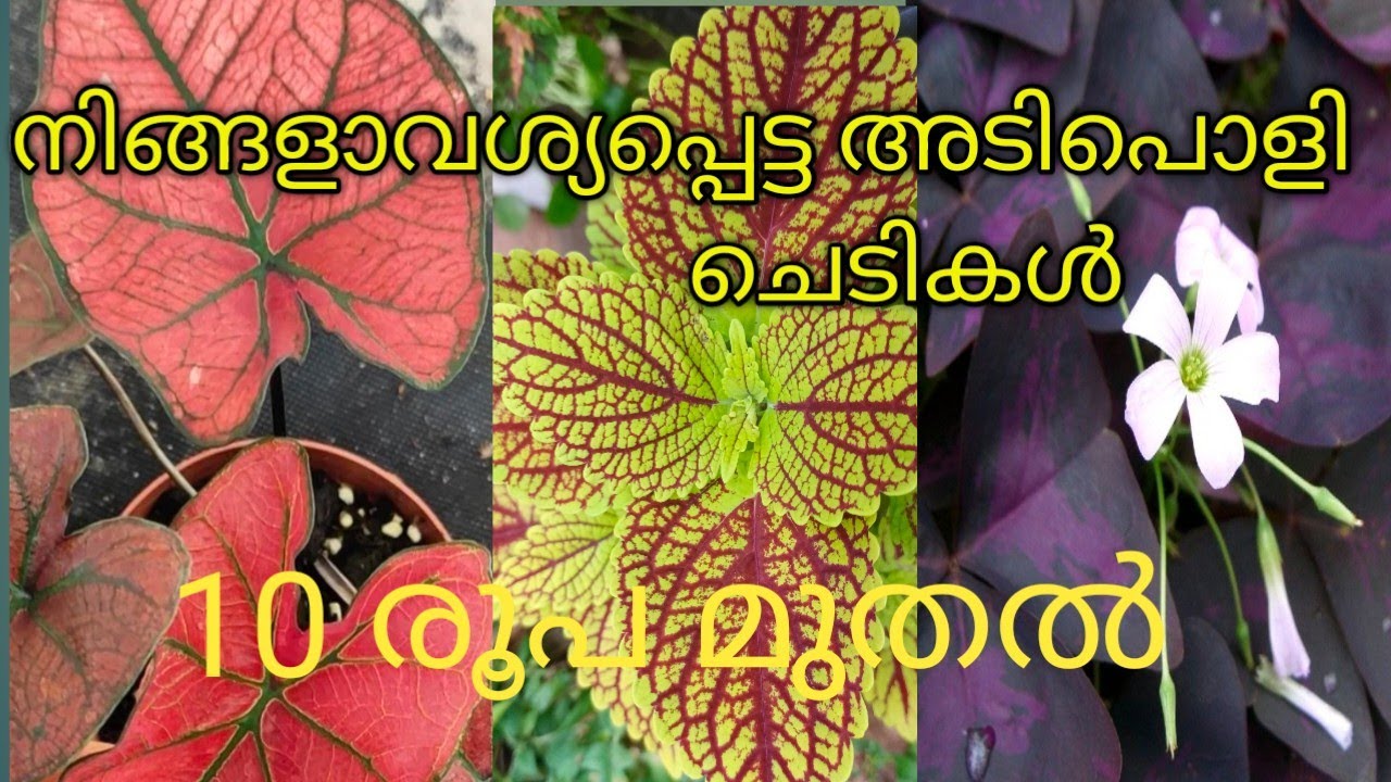 #നിങ്ങളവശ്യപ്പെട്ട ചെടികൾ #plants #sale #coleusplant #alocasia #calathea #garden 