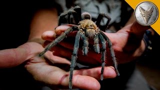 Giant Tarantula Shows Its Fangs!(Please SUBSCRIBE NOW! http://bit.ly/BWchannel It's a good thing Coyote isn't afraid of the dark because nighttime in the desert is when most of it's creepiest ..., 2014-09-25T13:00:02.000Z)