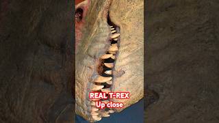 real T-REX upclose #youtube#subscribe#sub#wow#amazing#shorts#short#dinosaur#dinosaurs #scary #omg