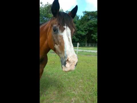 Me meeting a horse up close. cool!