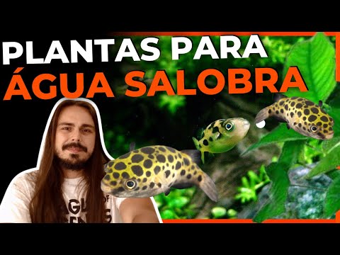 Vídeo: Aquário Biologia 101: Anatomia de um Peixe