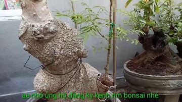 NVR. 40 Giao Lưu ae cây cóc chua rừng u bú rất già sống khỏe đã ghép cóc thái ( cây đã bán)