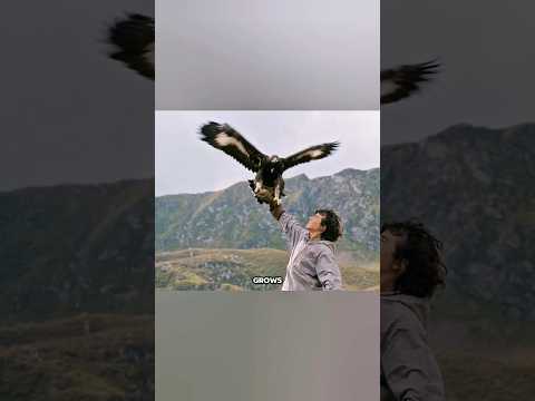 'Boy and Eagle:
