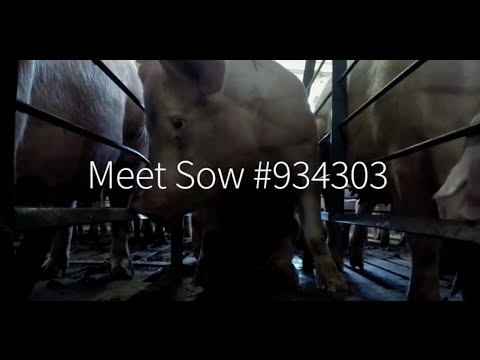 Meet sow #934303, a victim of factory farming
