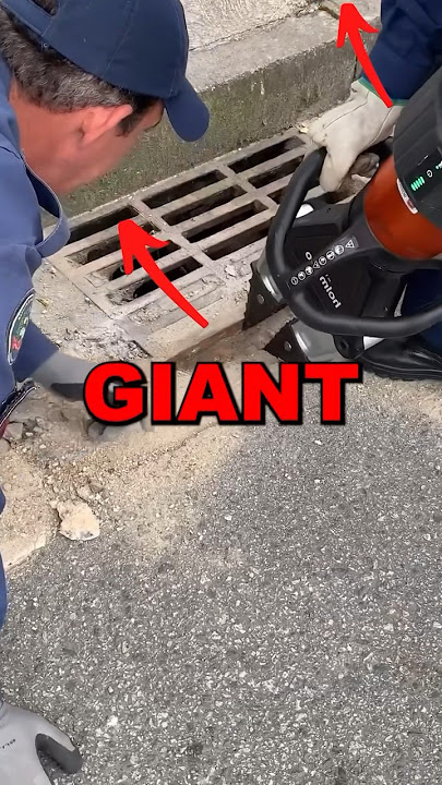 SAVING GIANT CAPYBARA! #cute #animals #animalrescue #savinganimals