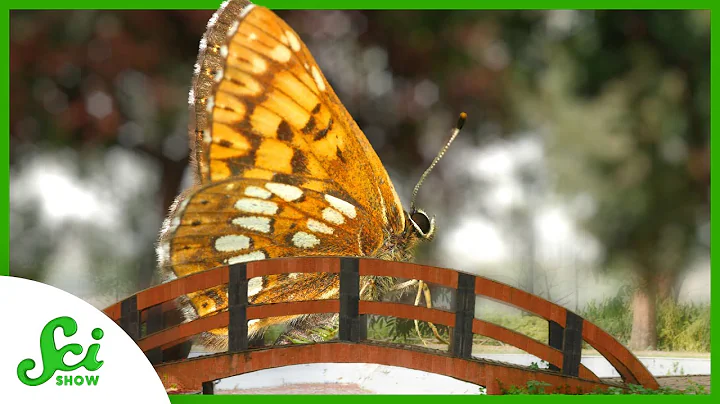 Why Would a Butterfly Need a Bridge? - DayDayNews