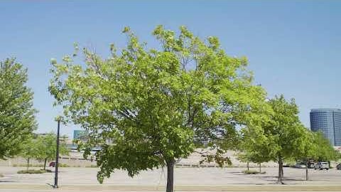 Healthy Trees Healthy Cities Training Video Series: Fine Twig Dieback