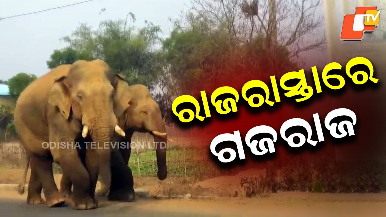 Two Tuskers Spotted Roaming on Road in Mayurbhanj, Locals Stunned