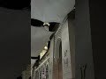 الشيخ أحمد بن طالب تلاوة من سورة الجمعة